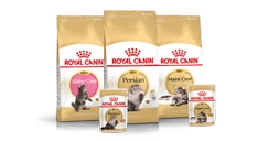 Feline Breed Nutrition gatti