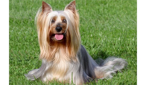 Australian Silky Terrier: Carattere, Storia e Cura | ipelosi.it