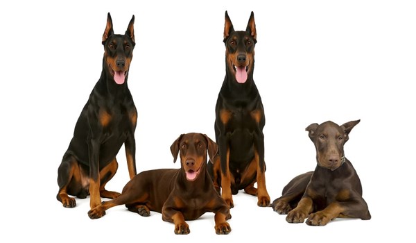Dobermann: Guida Completa alla Razza Canina | Ipelosi.it